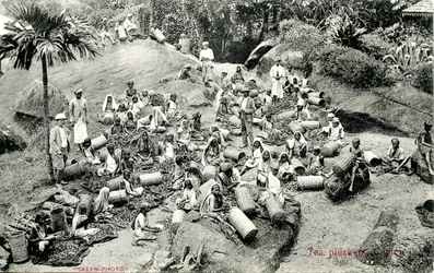 Cueilleurs de thé, Ceylan, vers 1900-1930